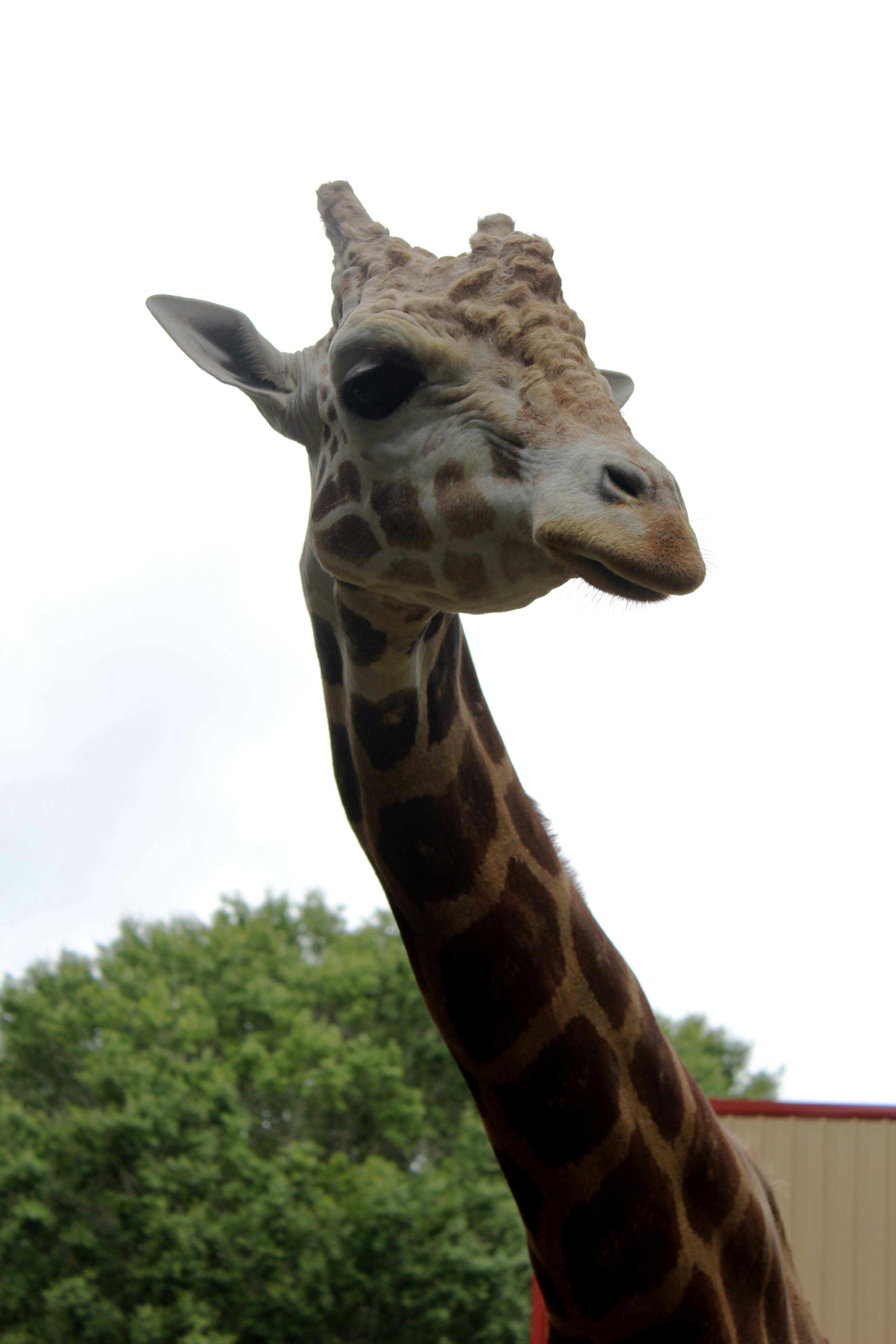 A giraffe standing in front of a tree photo – Free White Image on Unsplash