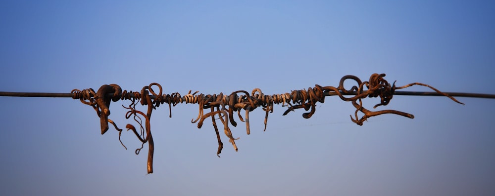 a group of ants on a wire