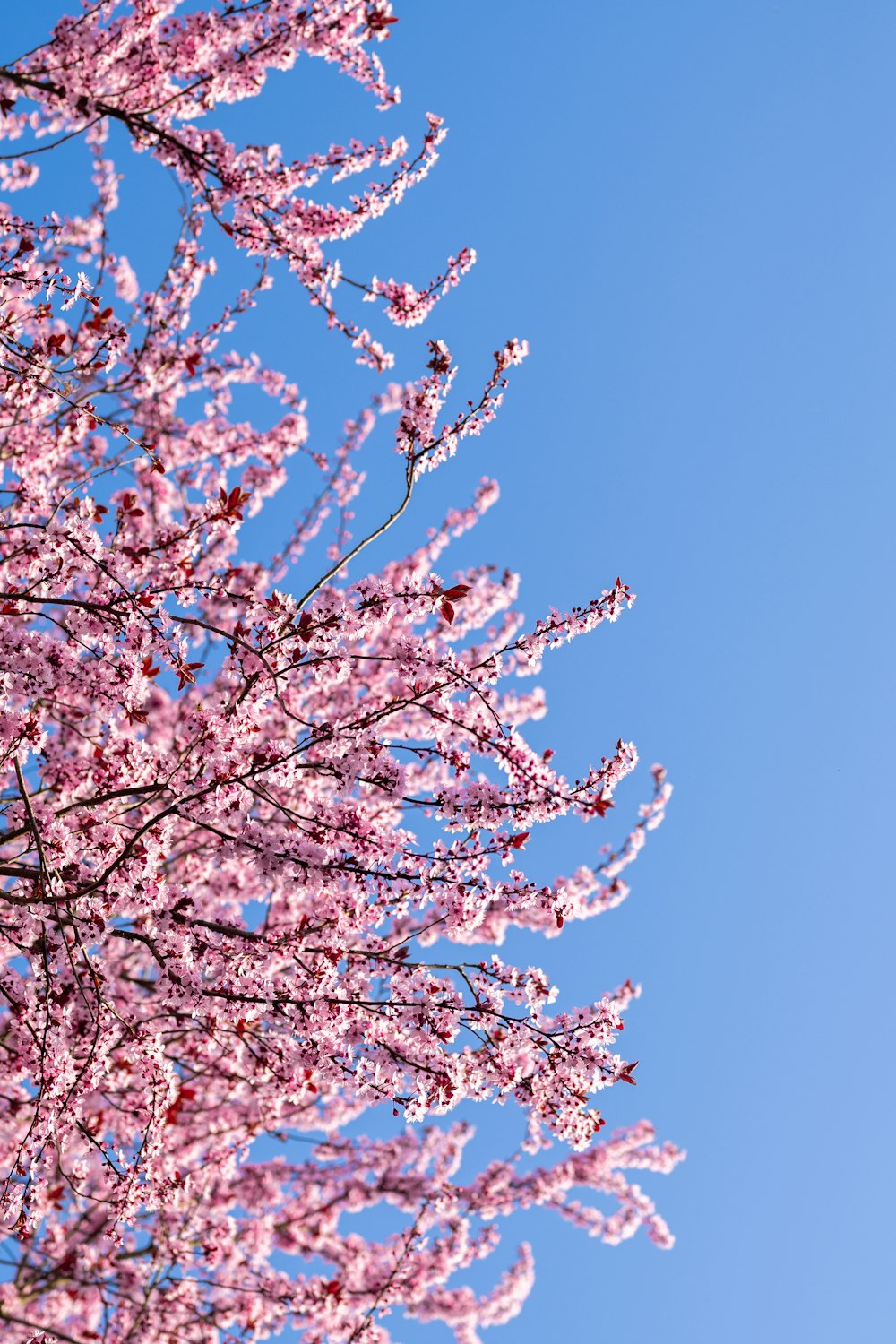 a tree with pink flowers