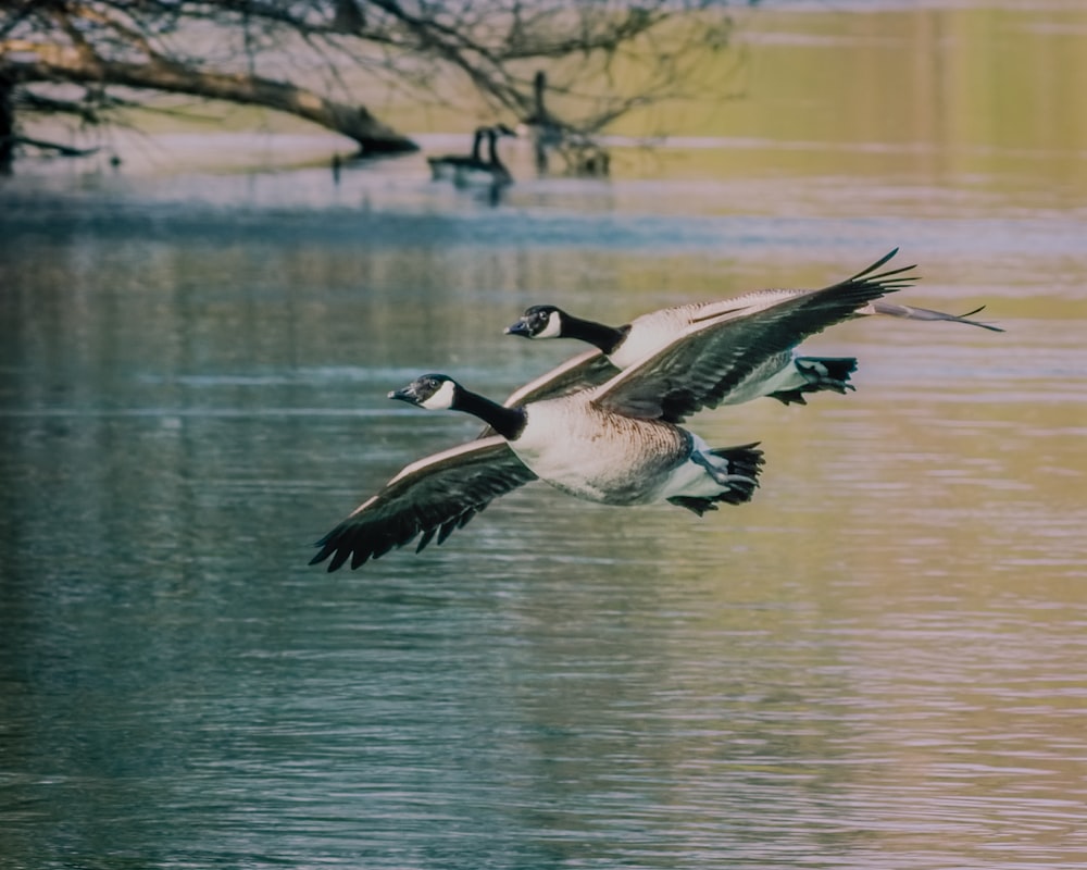a couple of birds fly over a body of water