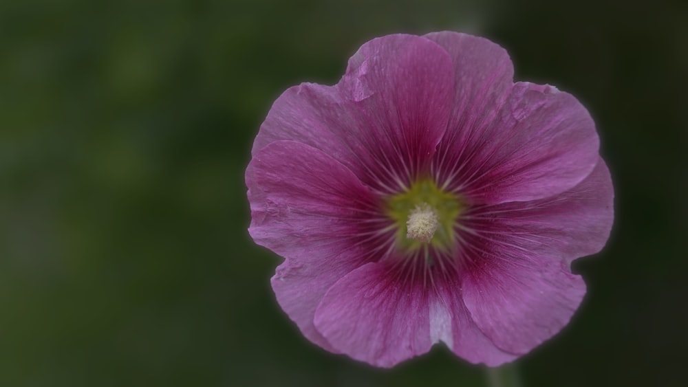 a purple flower with a yellow center