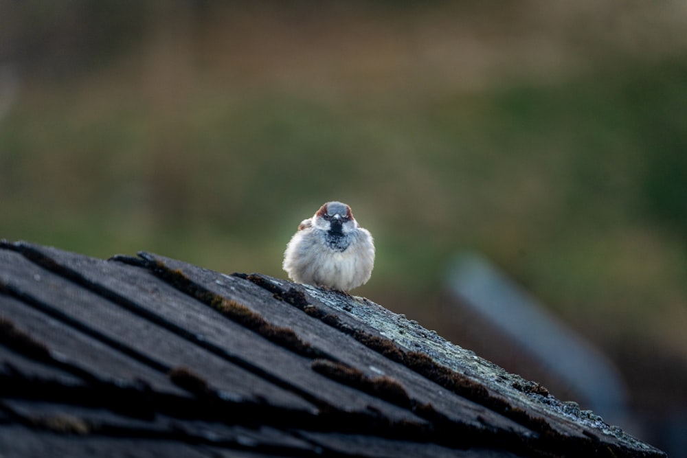 a small animal on a log