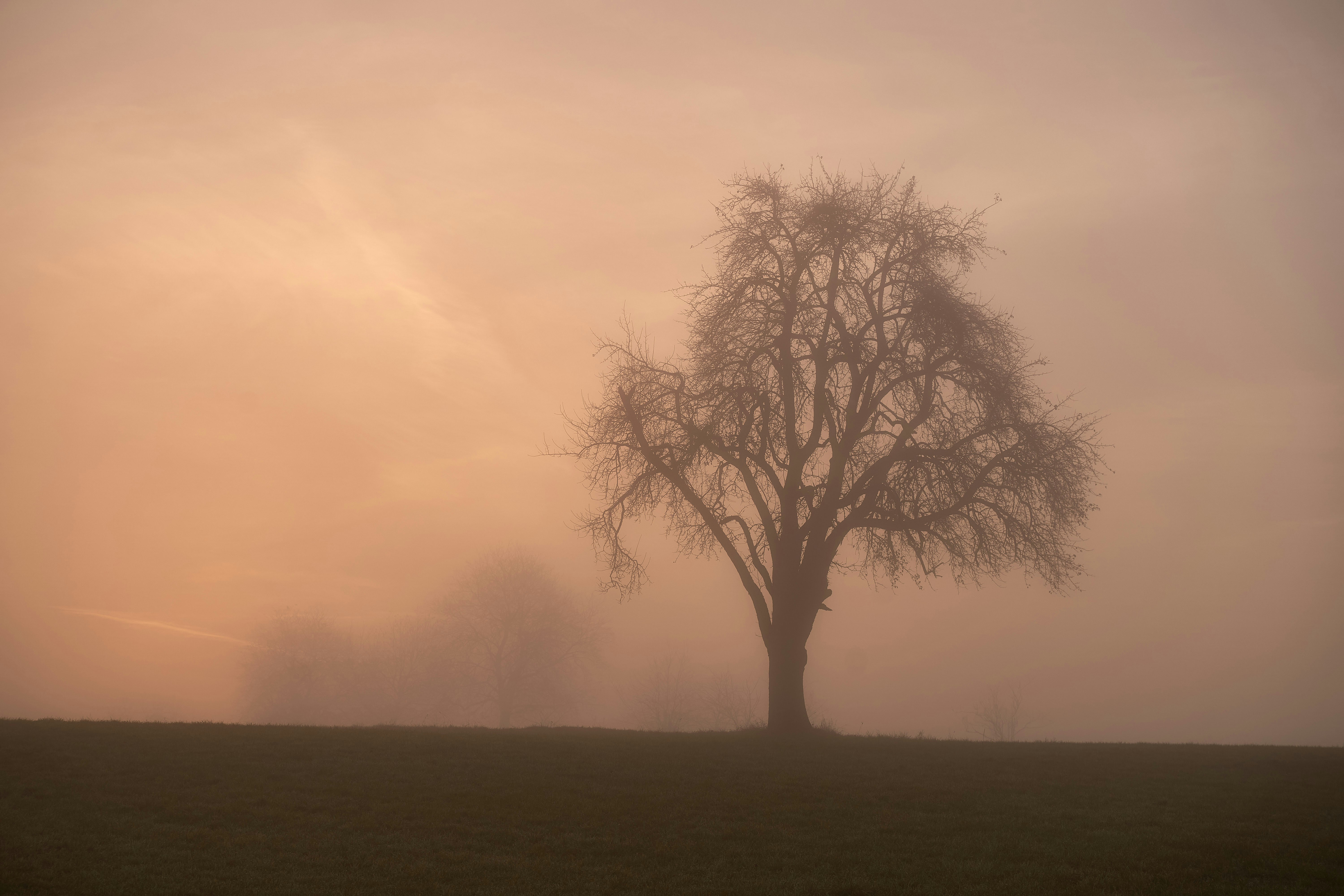 Photo by wolfgang_hasselmann