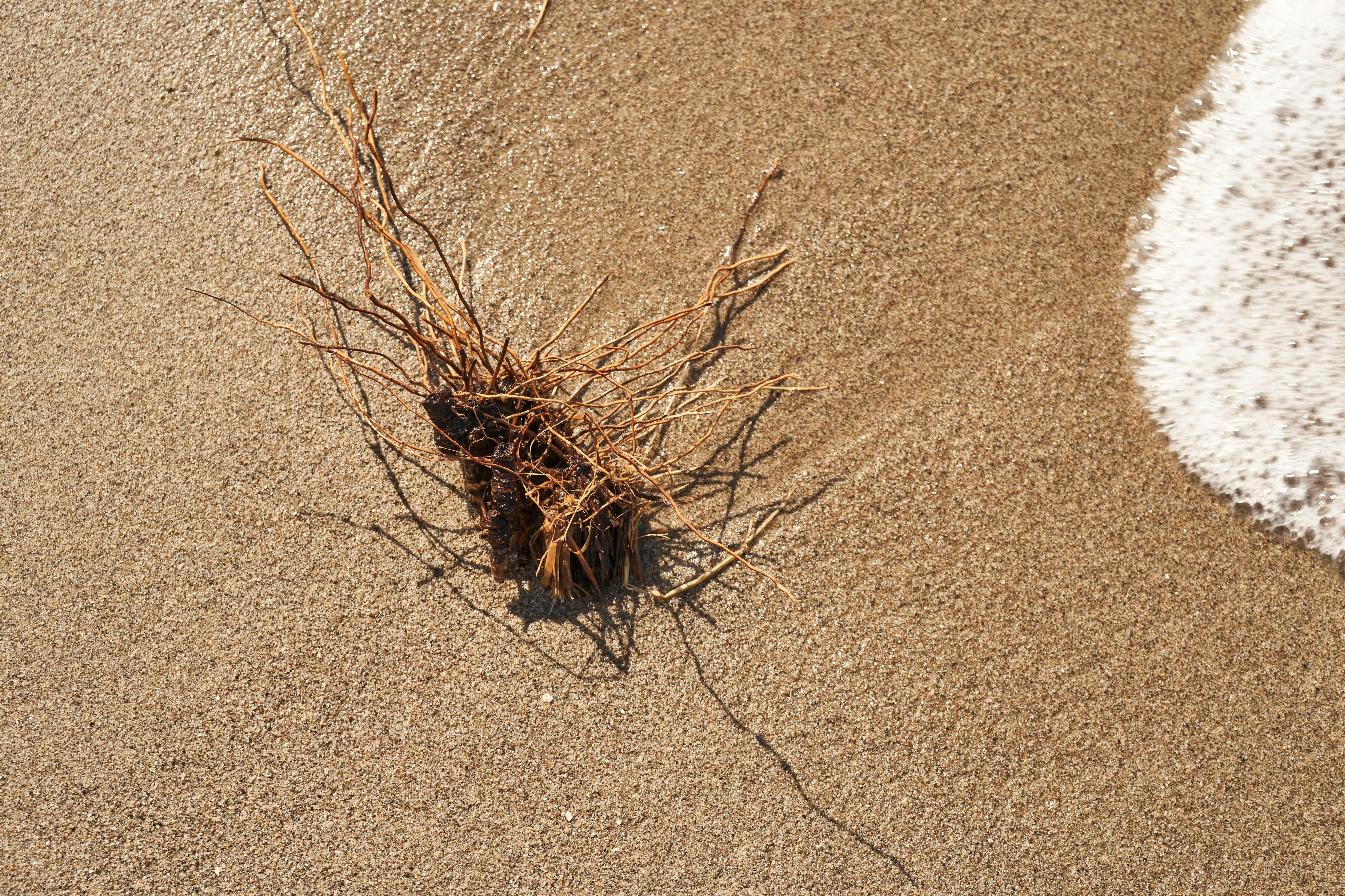 Photo by wolfgang_hasselmann