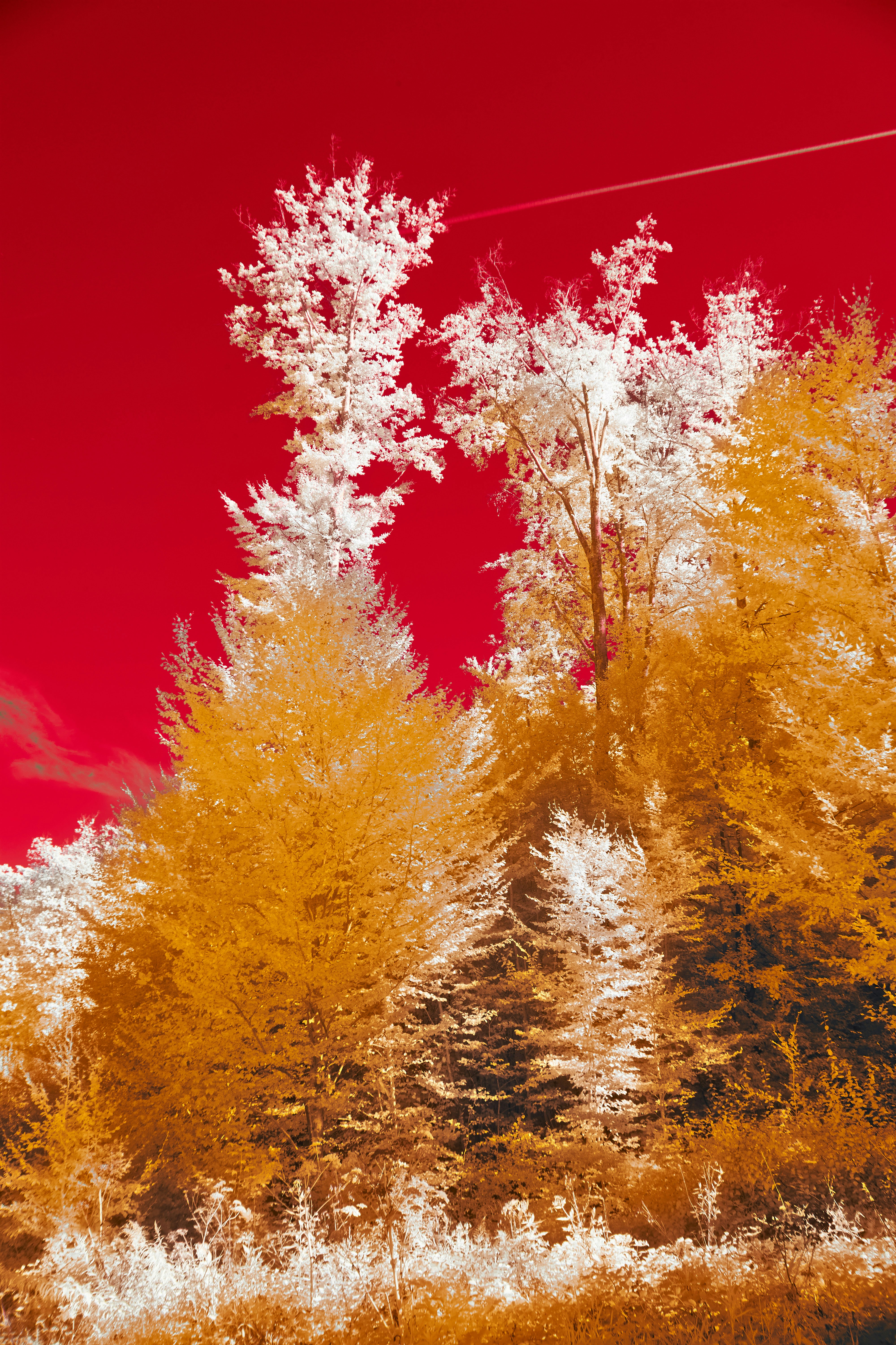 Photo by wolfgang_hasselmann