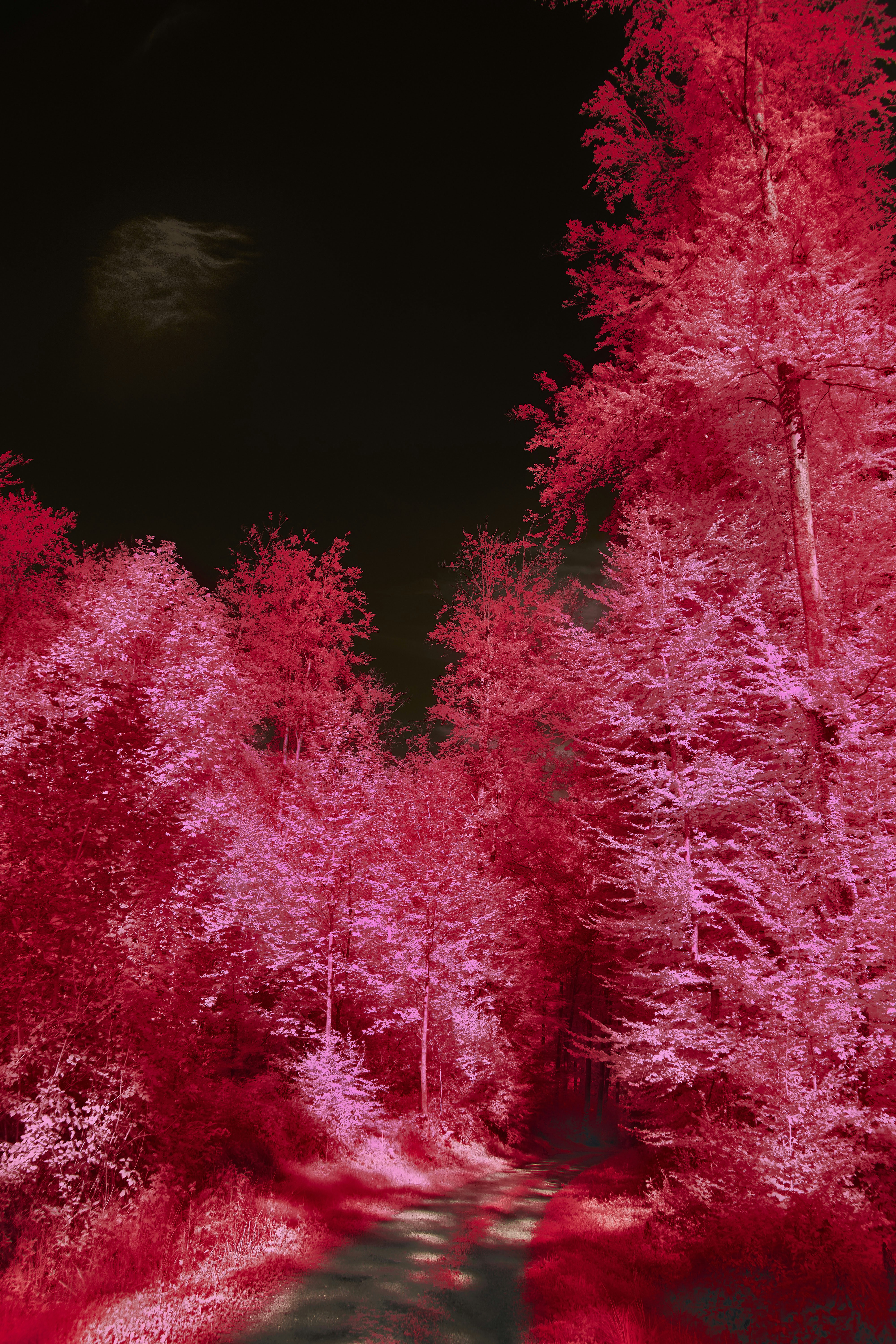 Photo by wolfgang_hasselmann