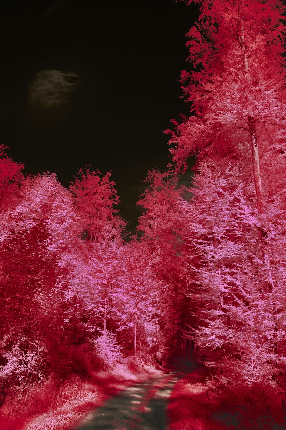 a group of trees with pink flowers