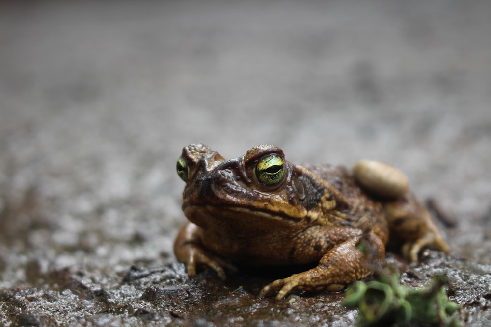 Une grenouille sur le sol