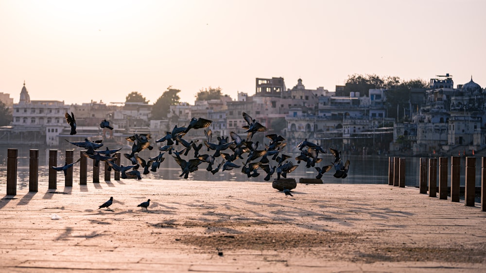 a group of birds flying over a city