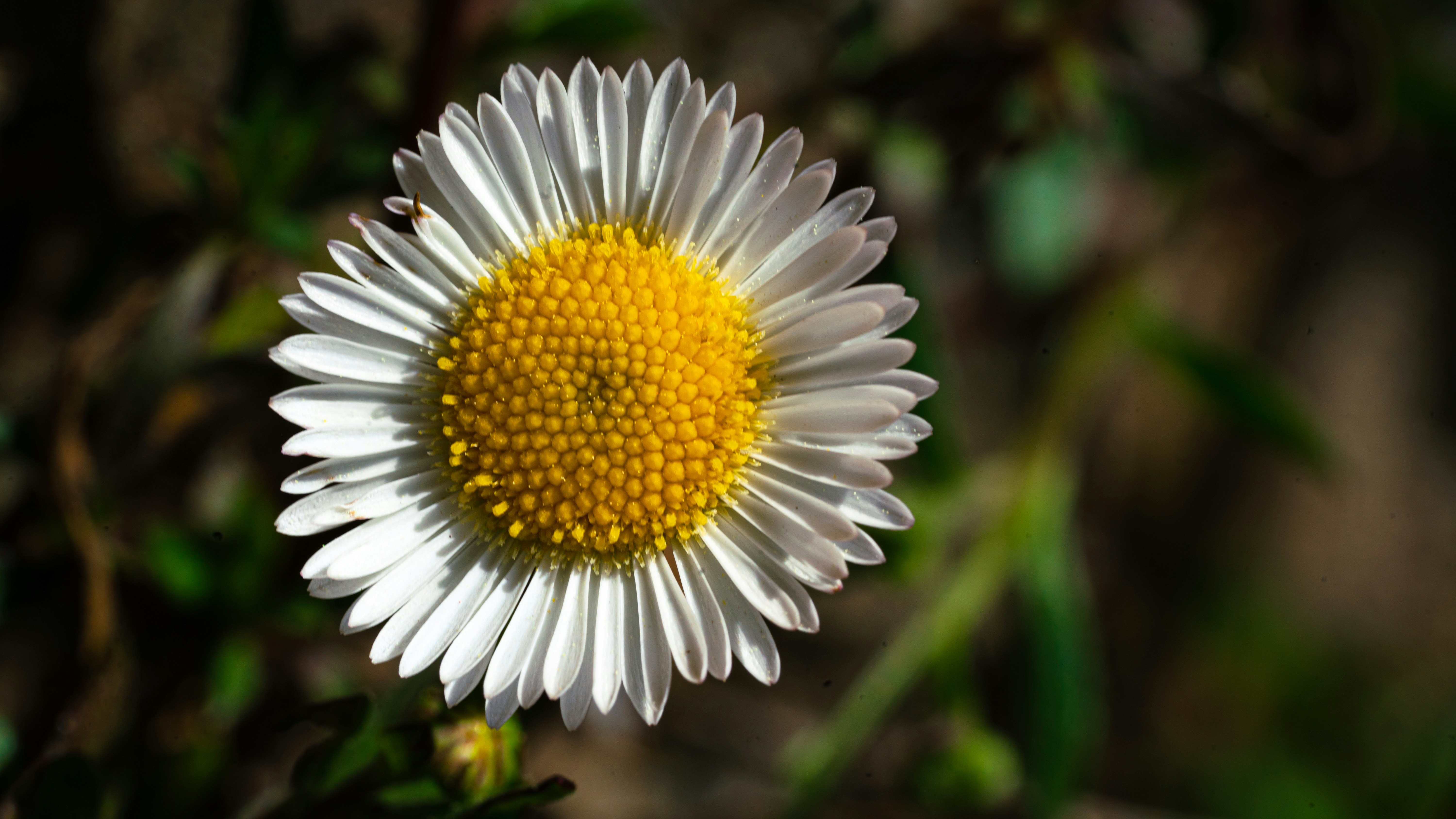 a white flower with yellow center