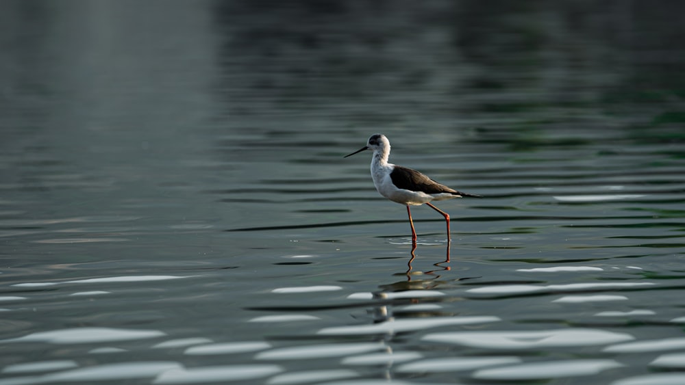 a bird standing in water