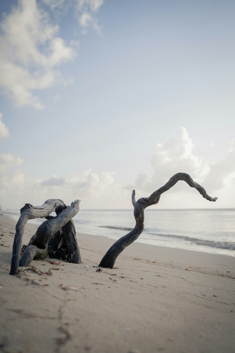 a couple of snakes on a beach