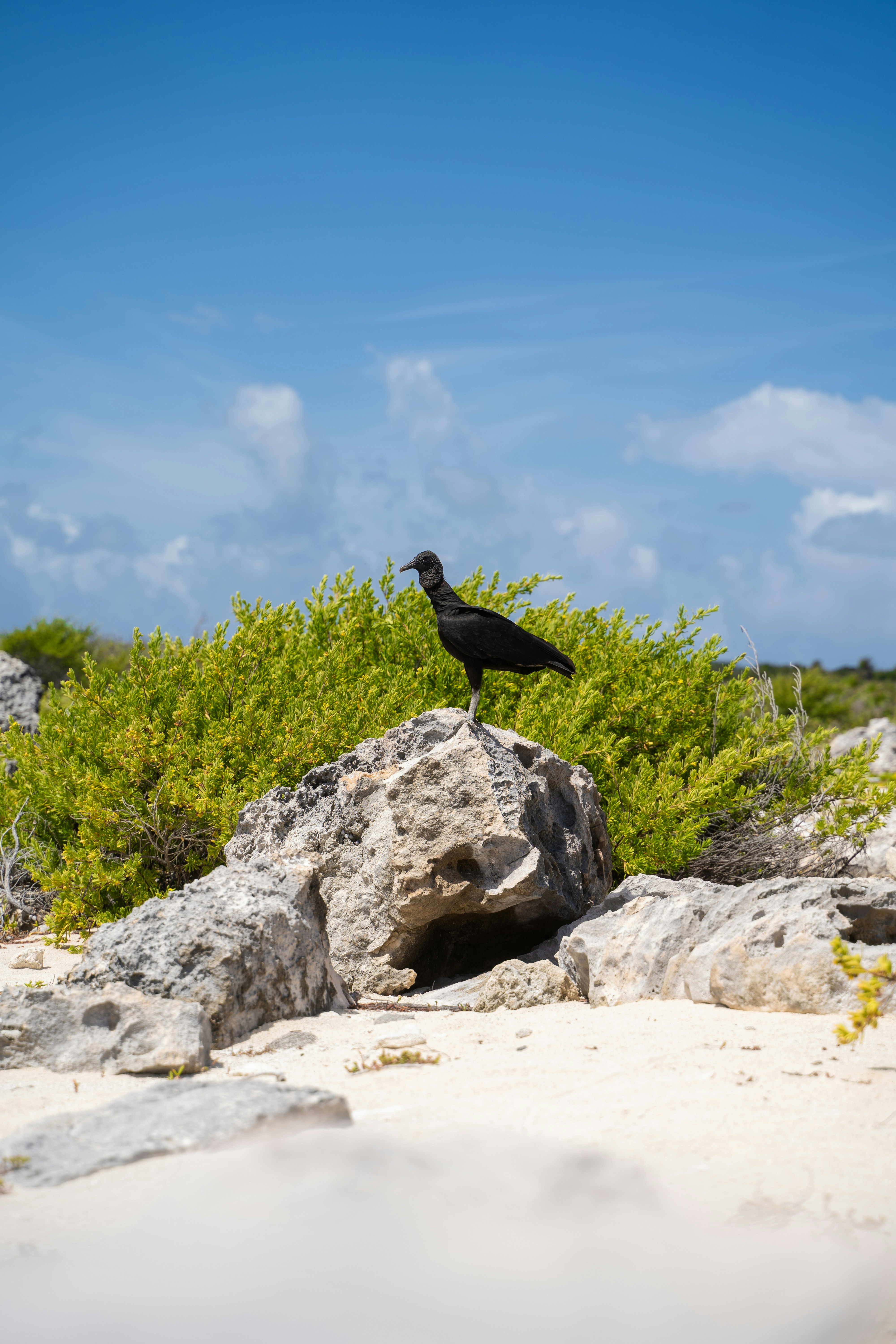 a bird on a rock