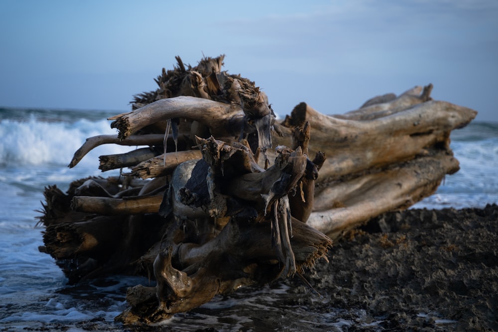 a crab on a log