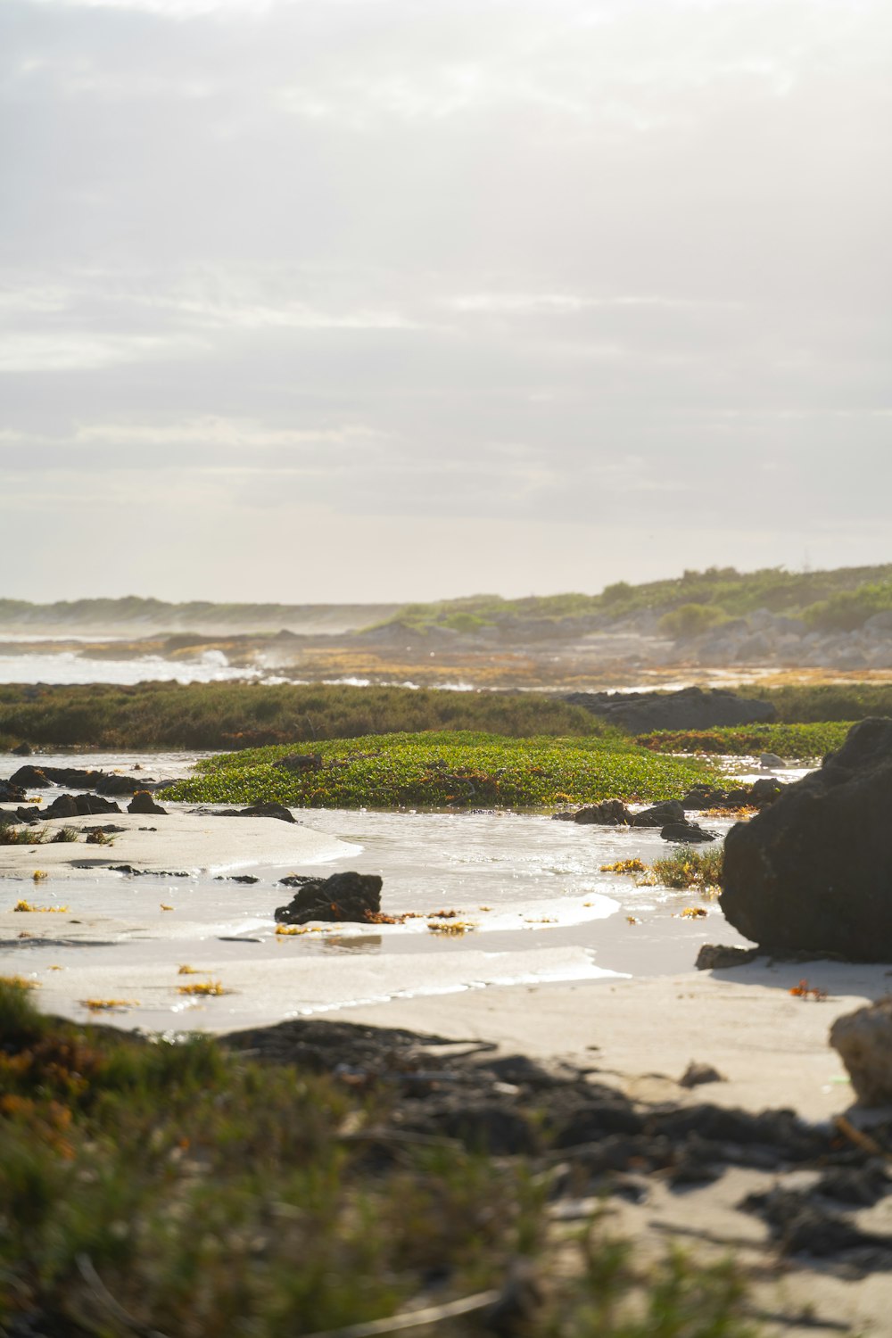 a body of water with rocks and plants around it