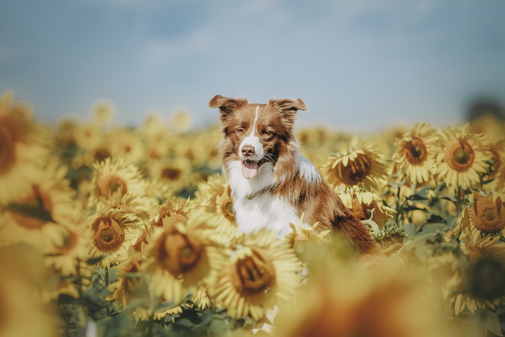 a dog in a field of sunflowers