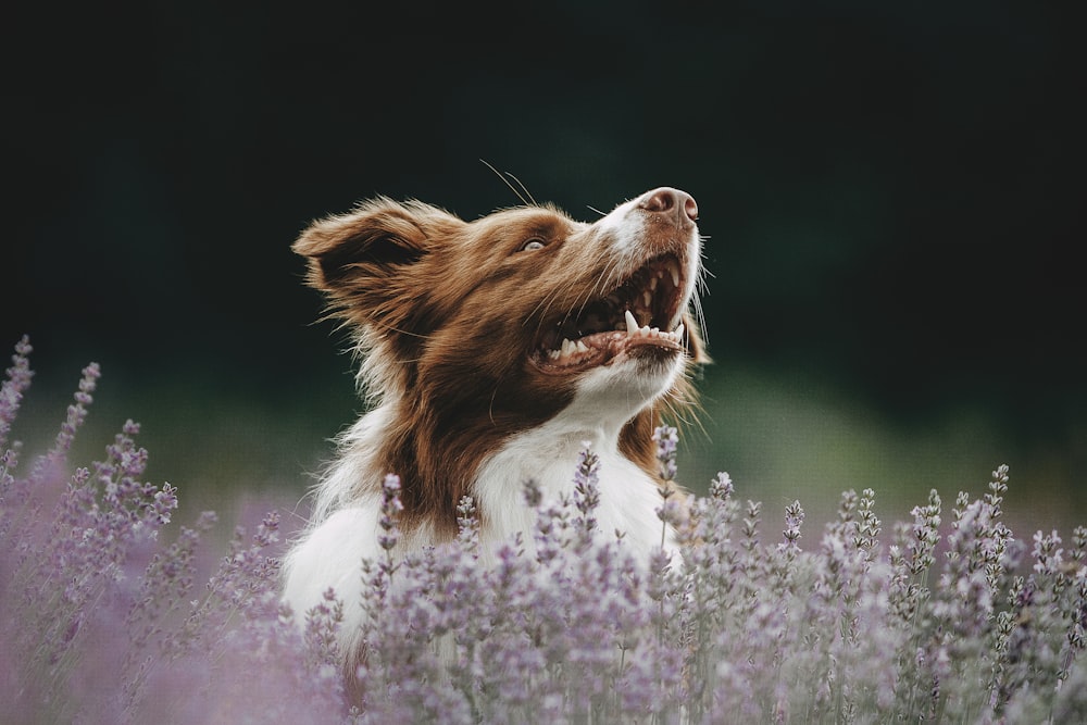 a dog running through a field of flowers