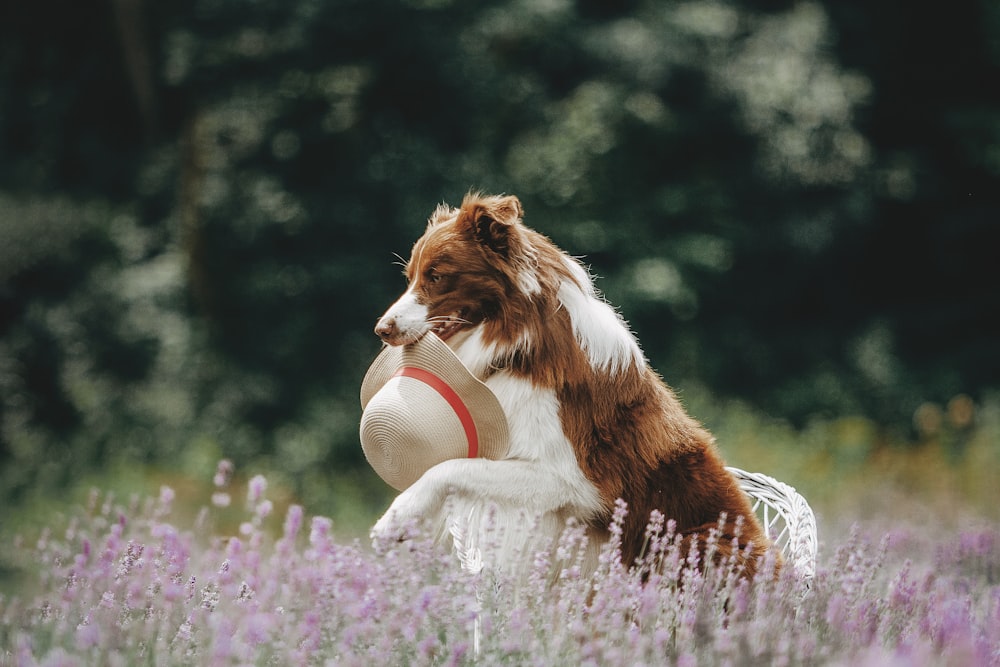 a lion with a frisbee in its mouth