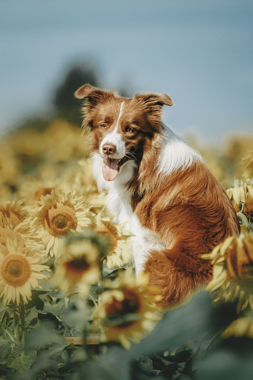 a dog in a field of flowers