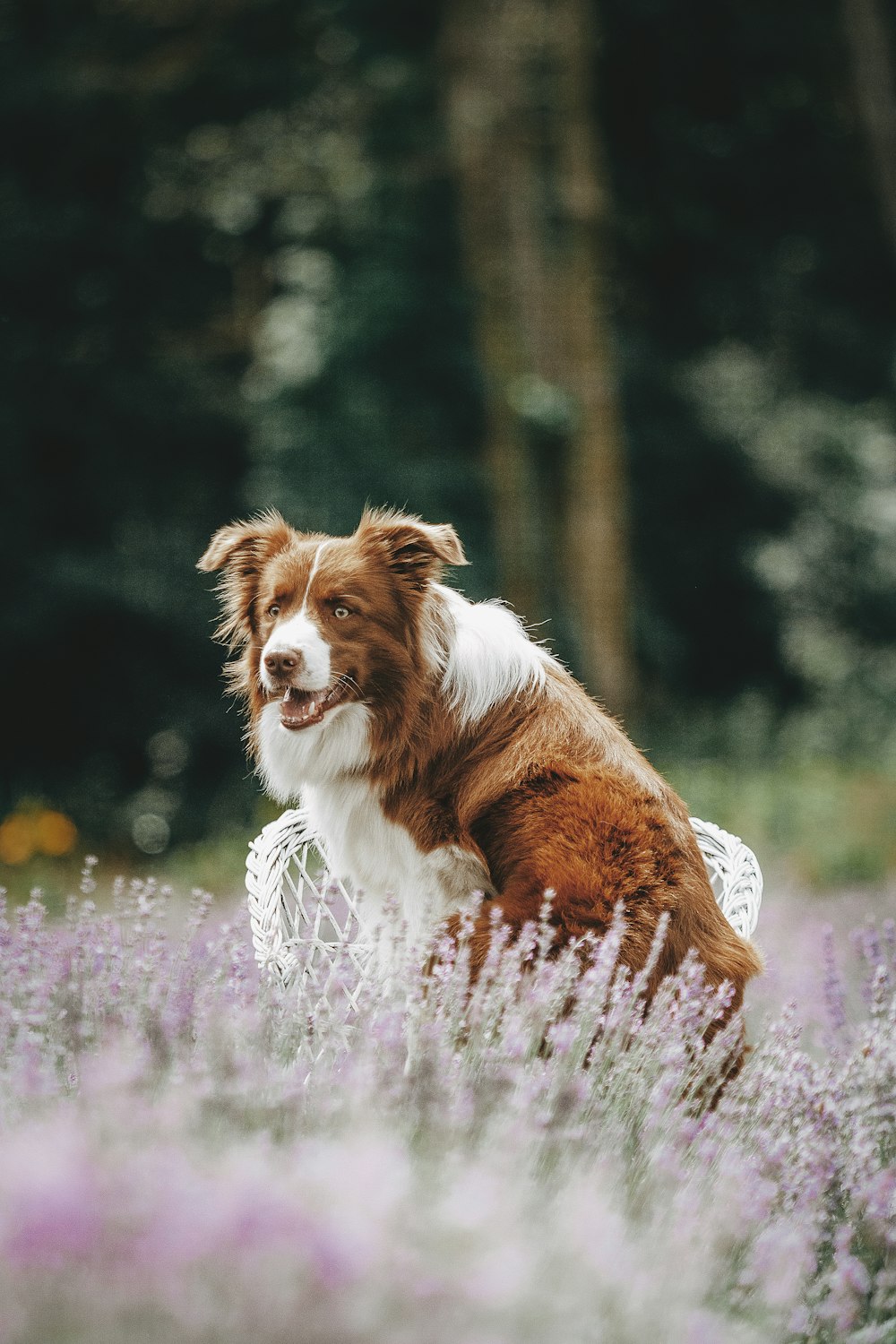 a dog running through a field of flowers