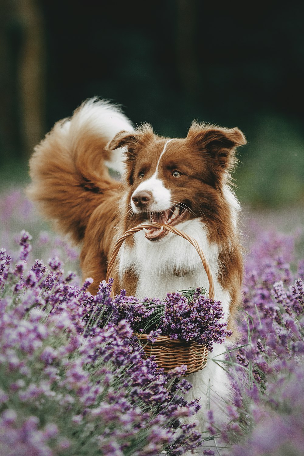 a dog in a field of purple flowers