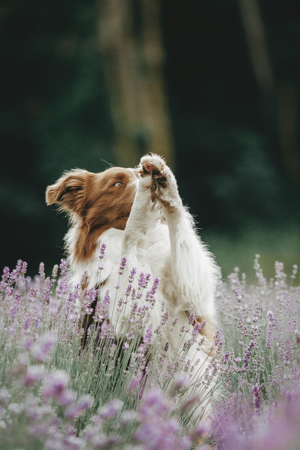 a dog standing in a field of flowers