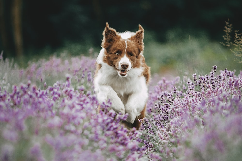 a dog running through a field of purple flowers