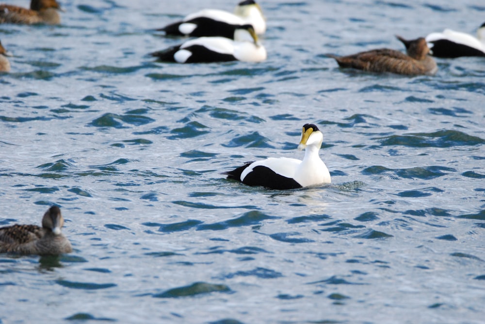 a group of ducks swimming in water