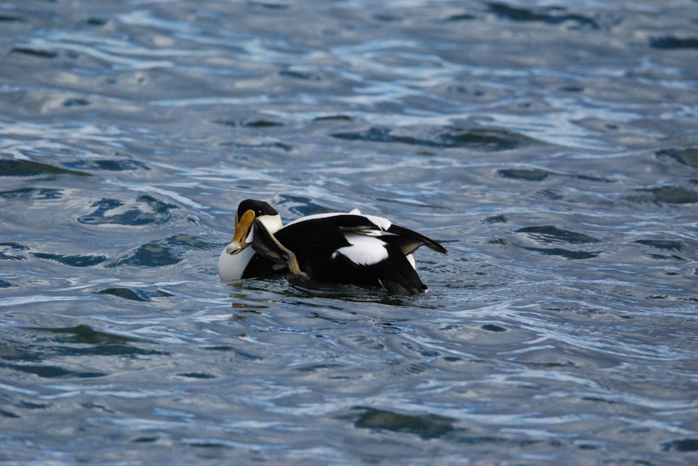 a duck swimming in water