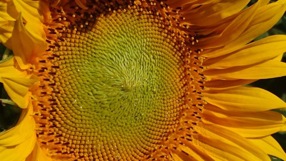 a close up of a sunflower