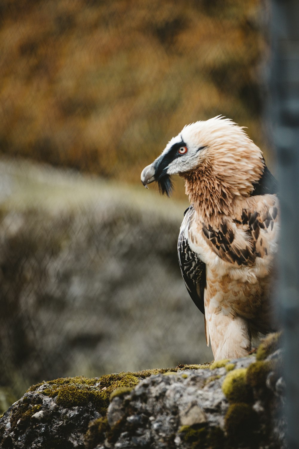 a bird standing on a rock