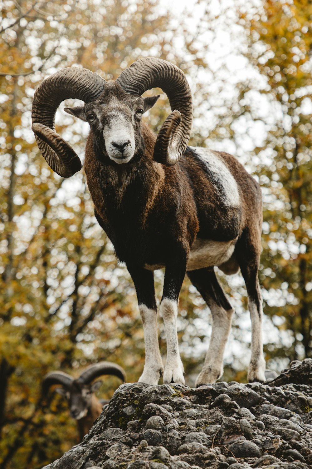 a goat with horns
