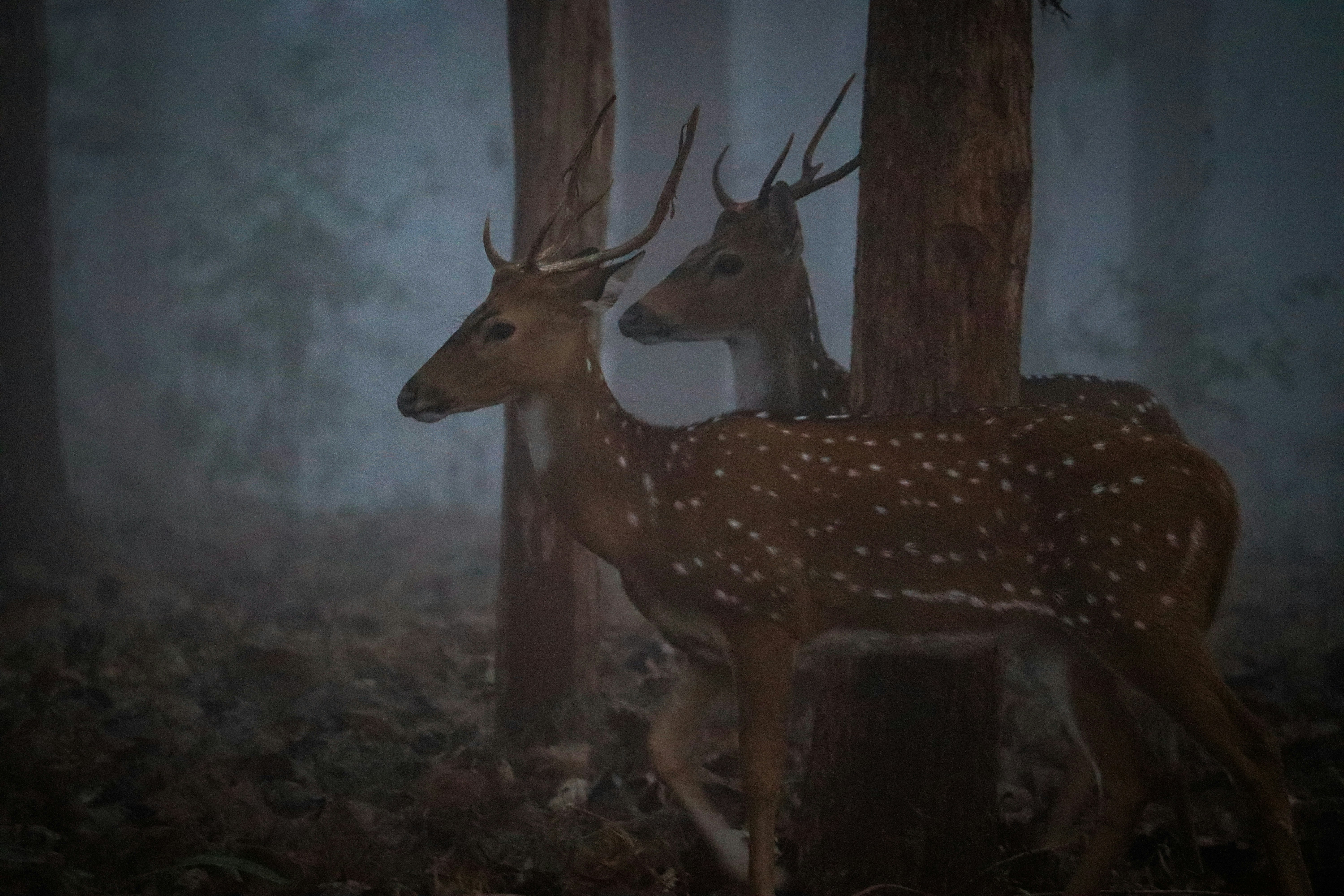 Photo by shadow__stealer