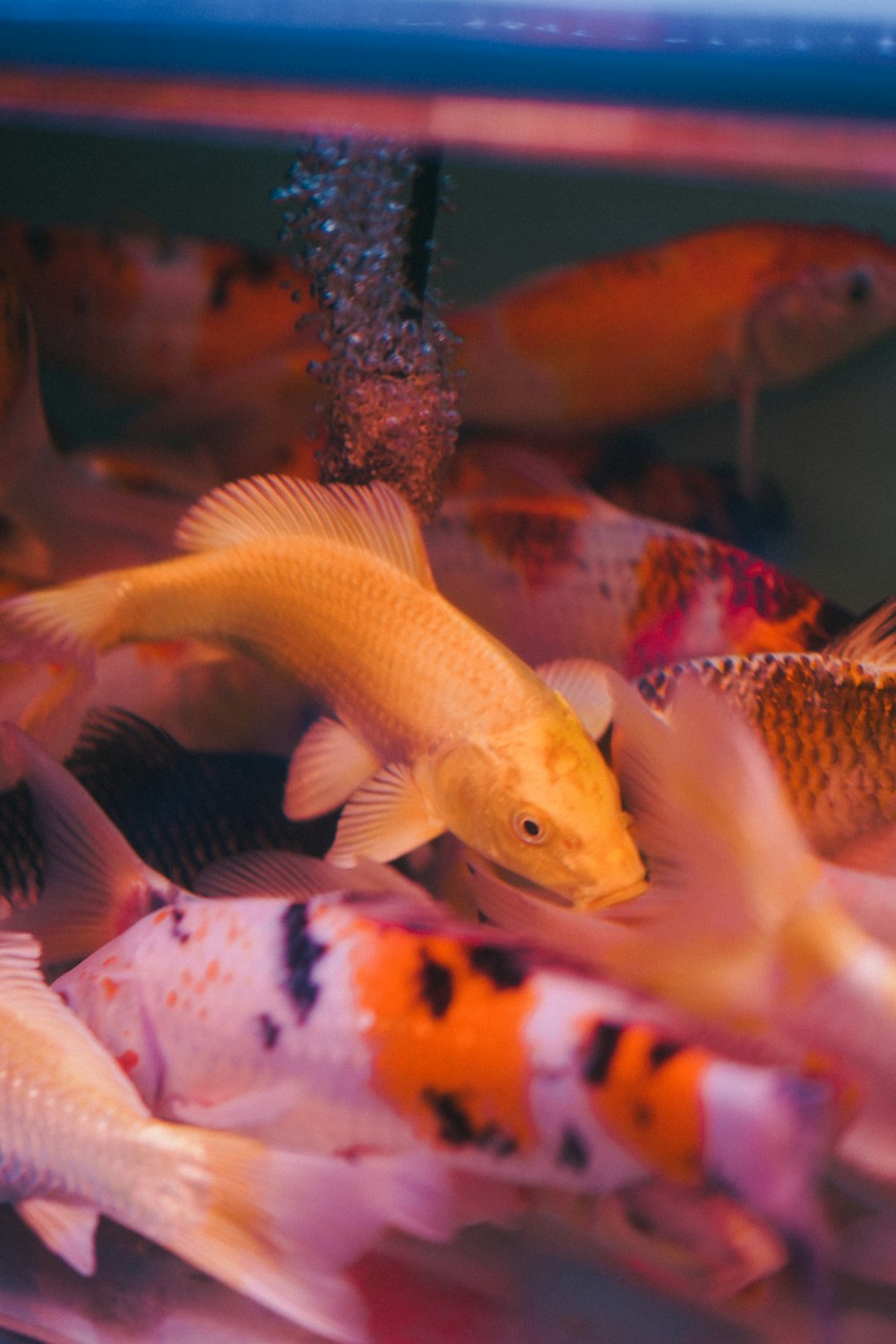 a group of fish in an aquarium
