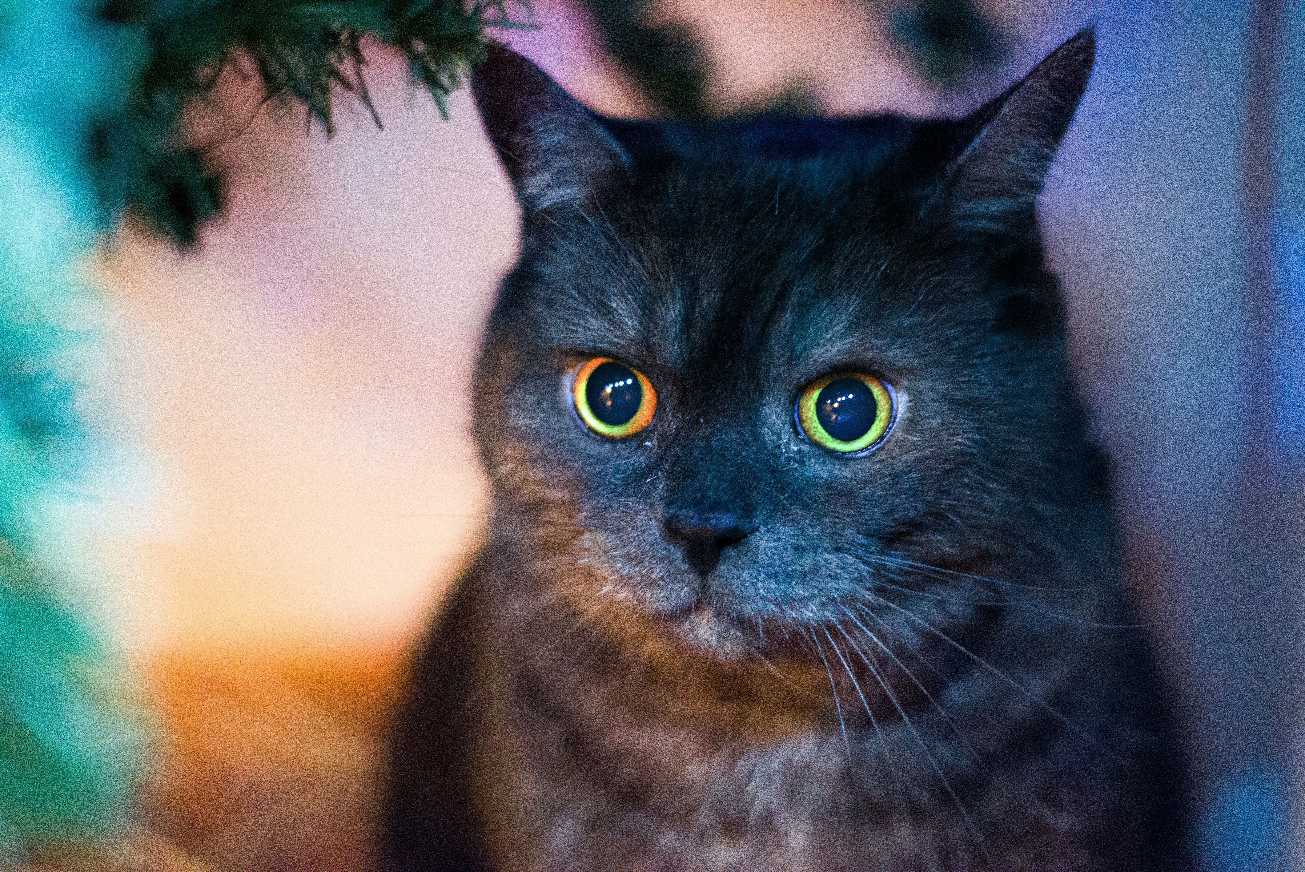 a cat with yellow eyes