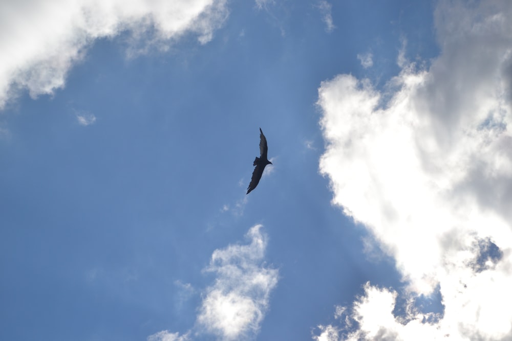 a bird flying in the sky