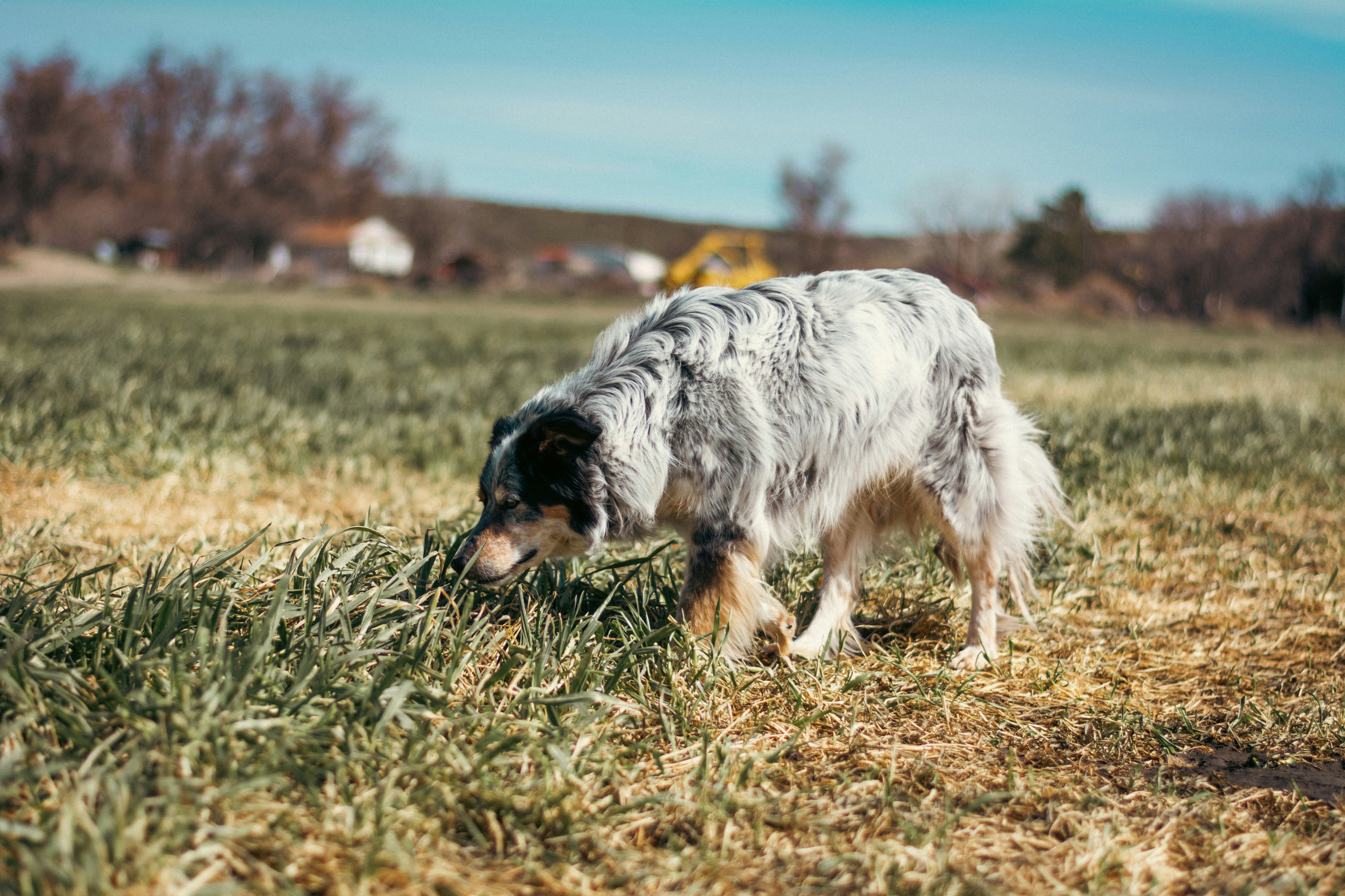 What Size Collar For Australian Shepherd Puppy