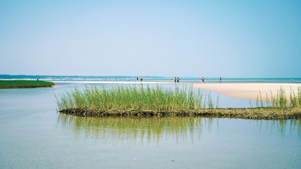 a body of water with grass and people walking on it