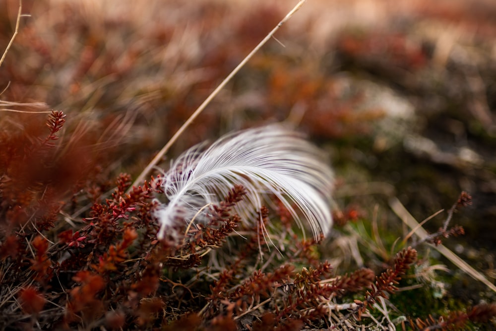 a close up of a pine cone