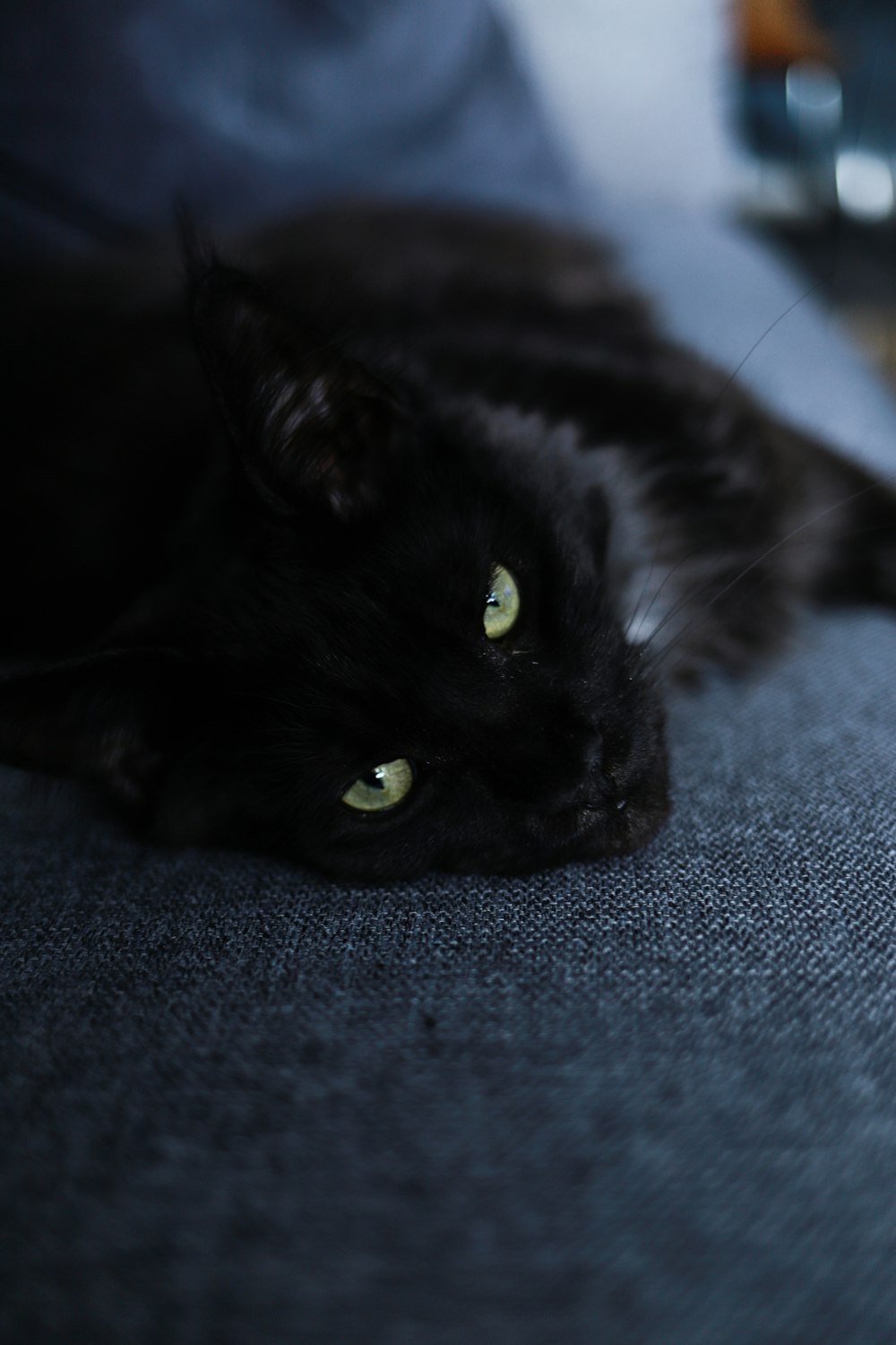 Eine schwarze Katze liegt auf einer Decke