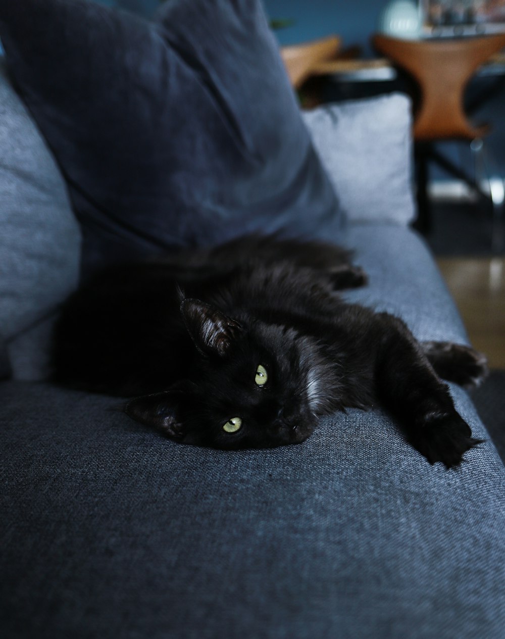 a black cat lying on a person's lap