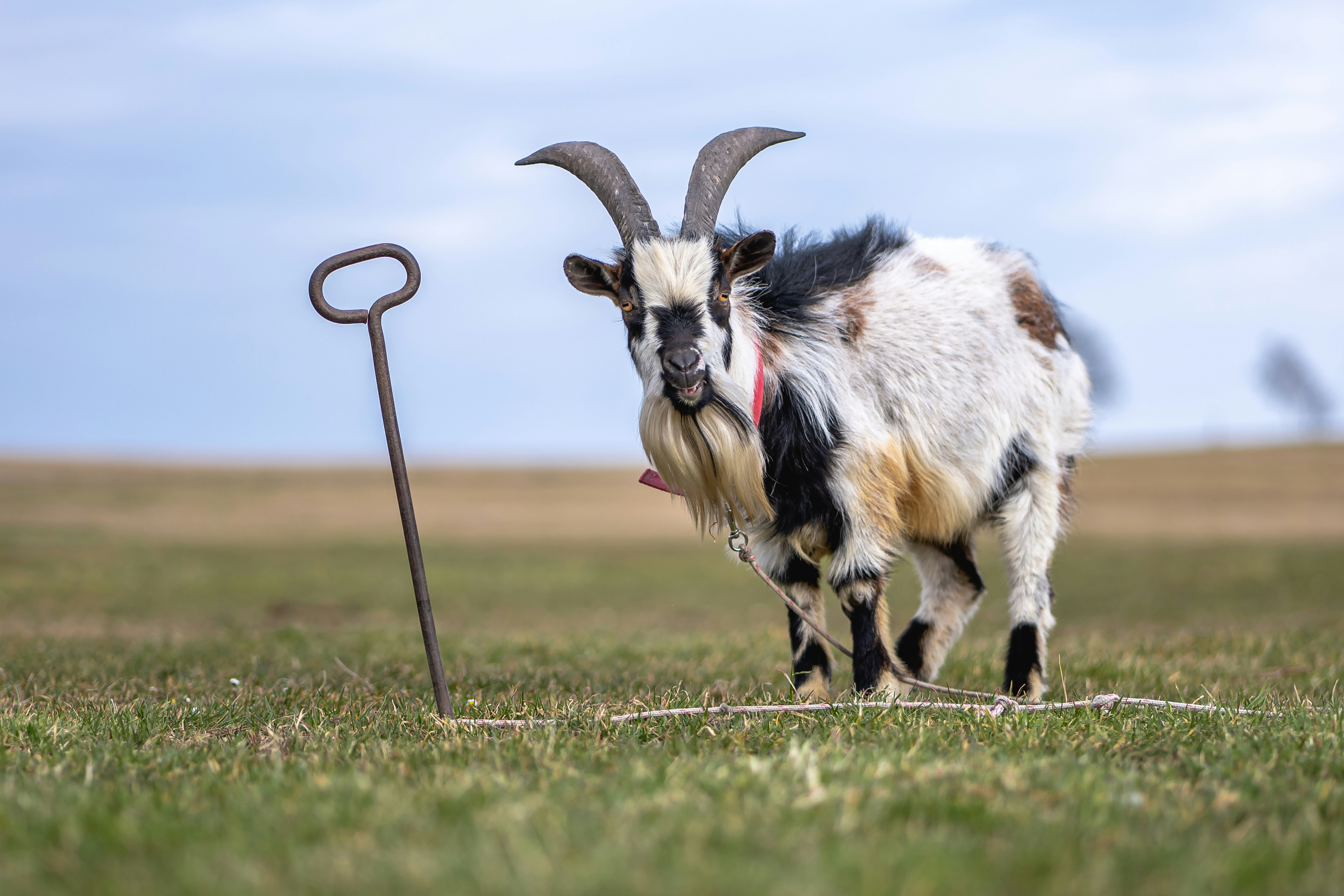 Beautiful Kiko Goats for Sale