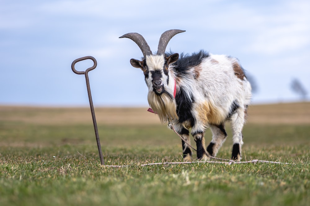 a goat running in a field