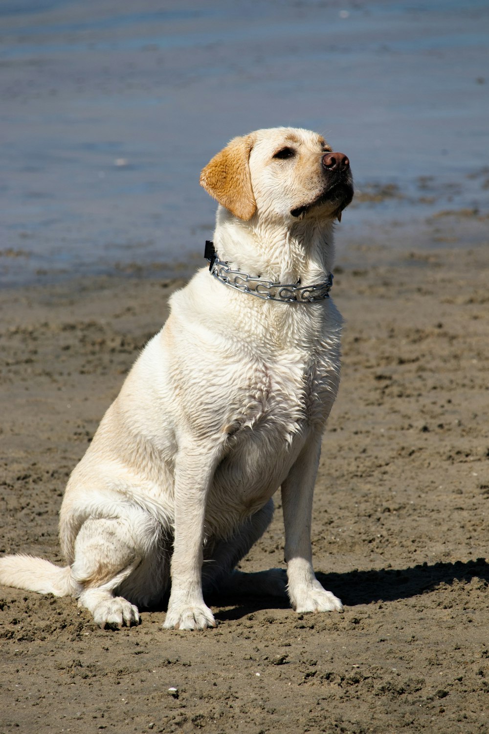 a dog sitting on the beach