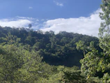 Lush green palm plantations under a bright blue sky in Indonesia.
