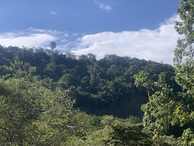 A lush rubber plantation with tall rubber trees and green leaves under a bright sky.