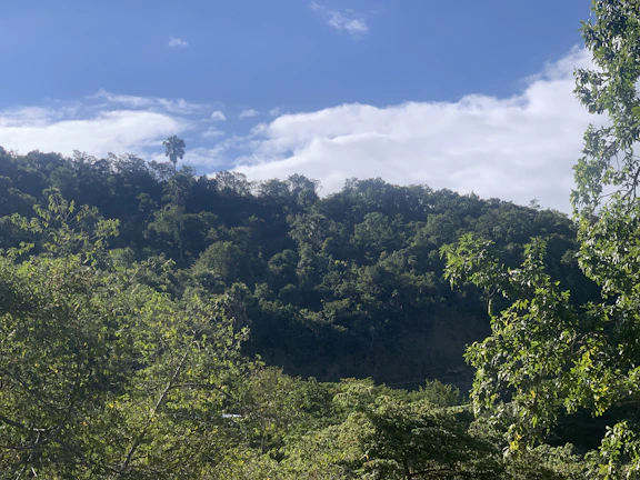 Lush green palm plantations under a bright blue sky in Indonesia.