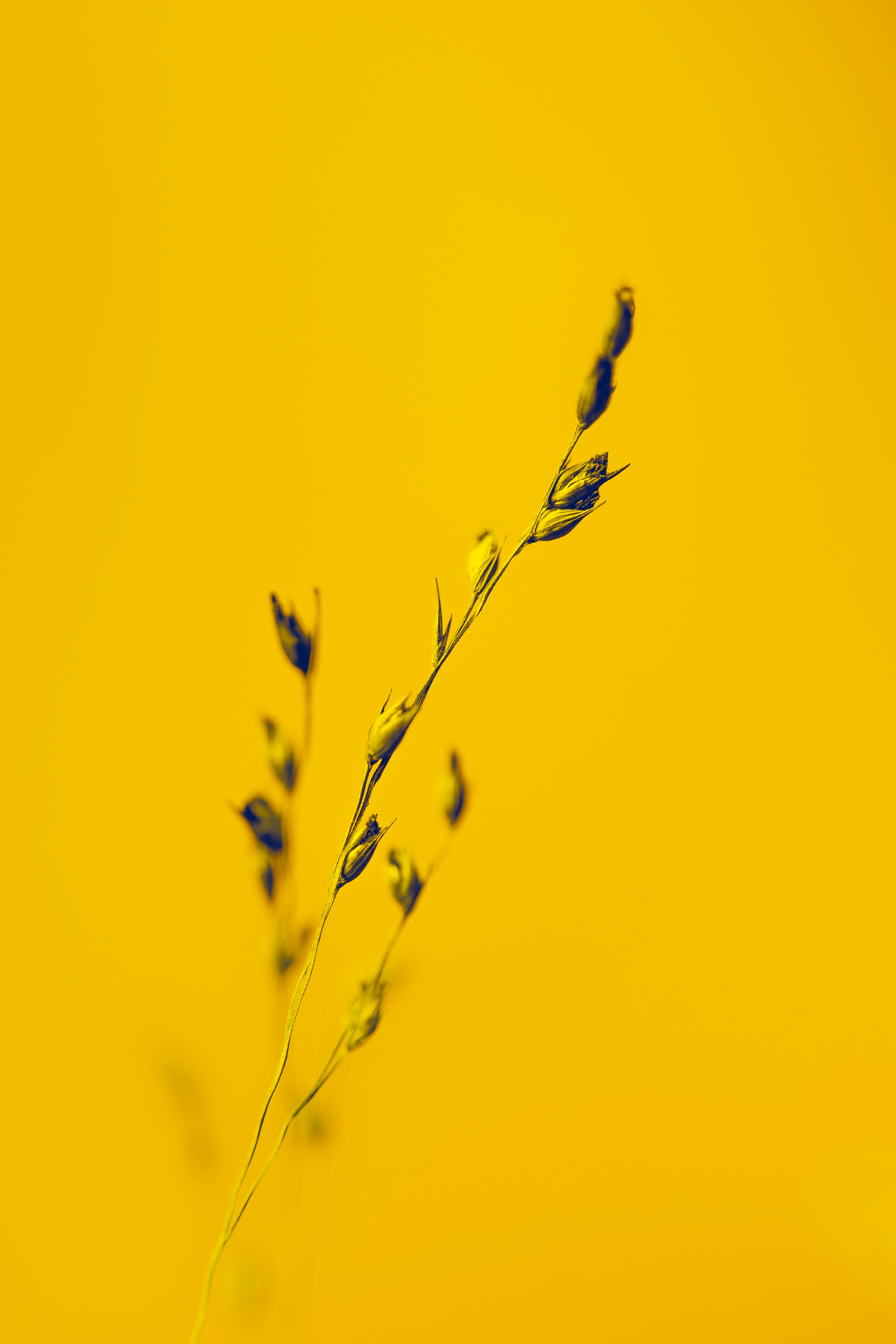 כָּל הַשִּׁיבוֹת כְּרוּכוֹת זוֹ בָּזוֹ 1