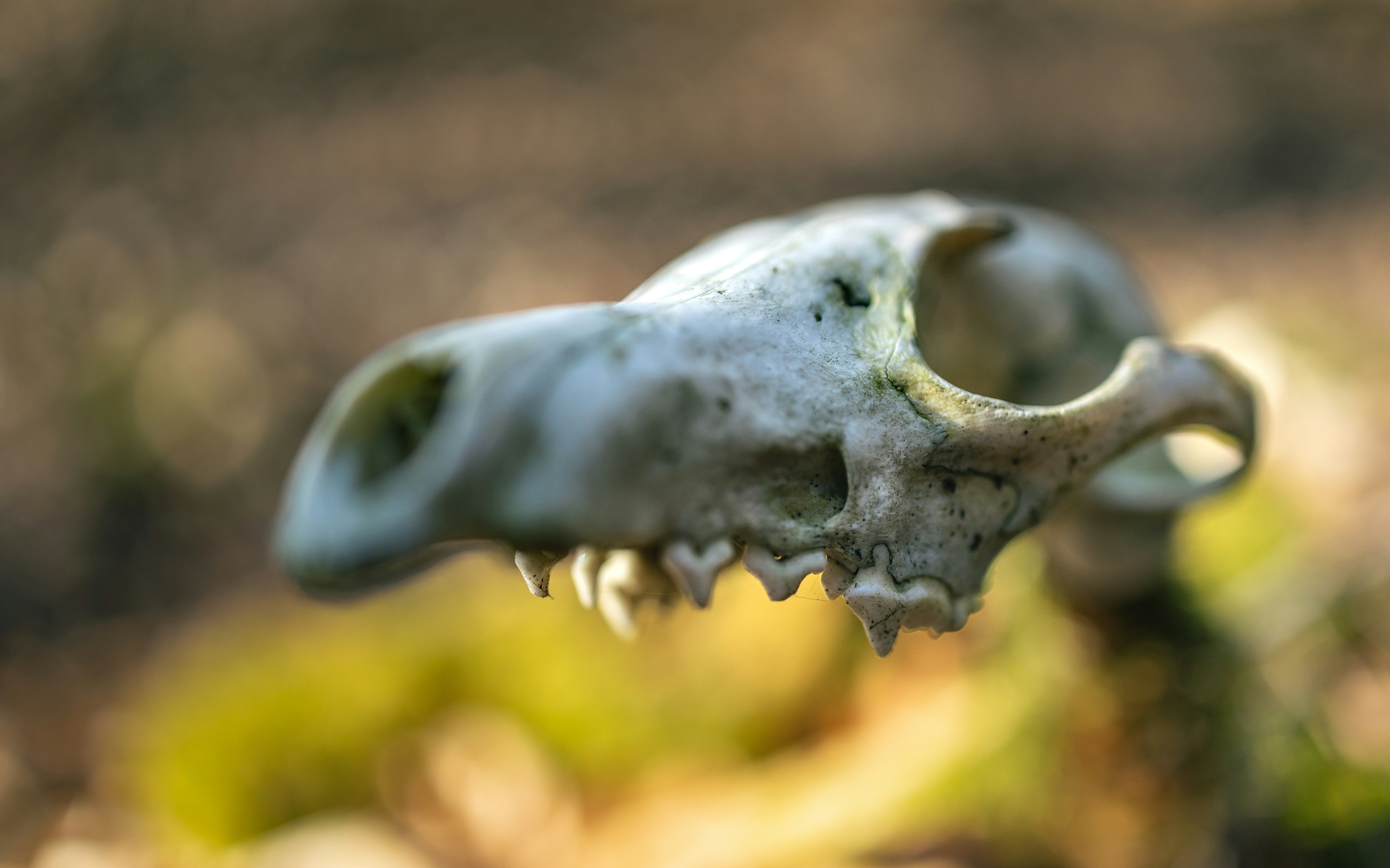 Photo by marekpiwnicki