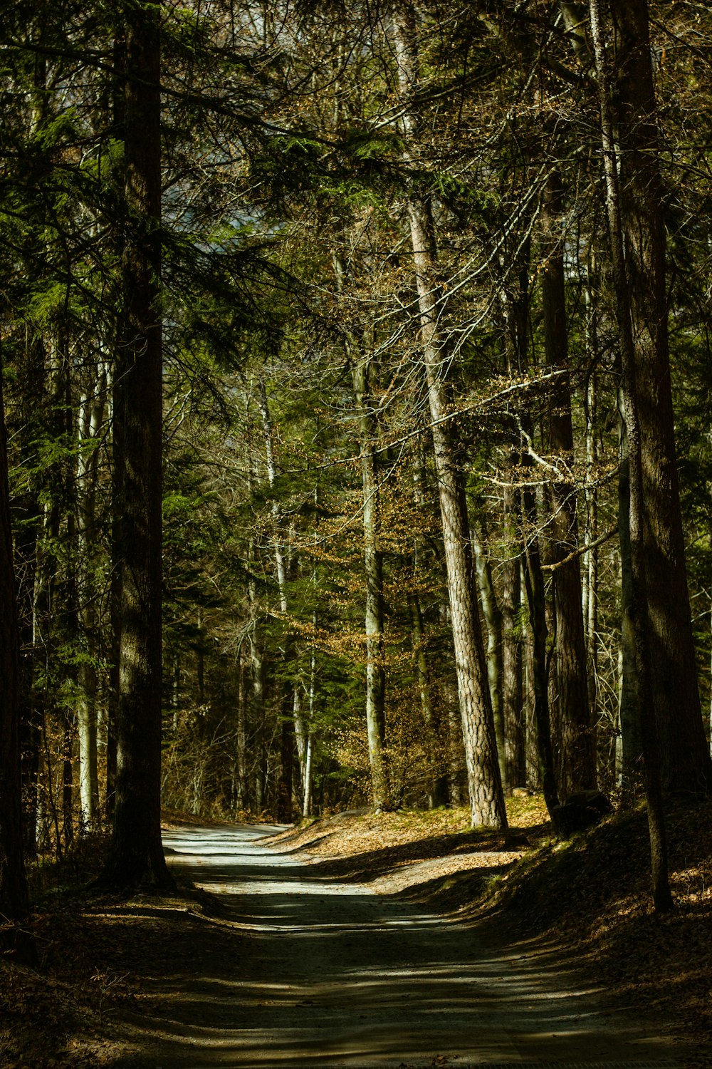 a dirt road in a forest